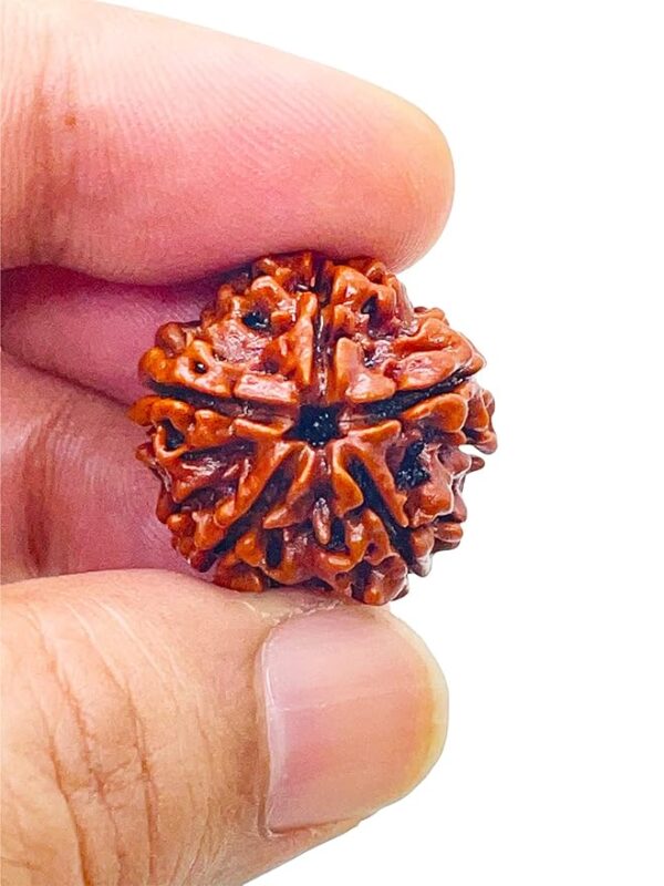 5 Mukhi Rudraksha
