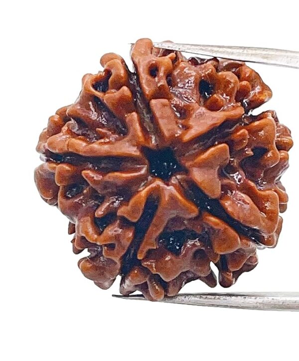 5 Mukhi Rudraksha