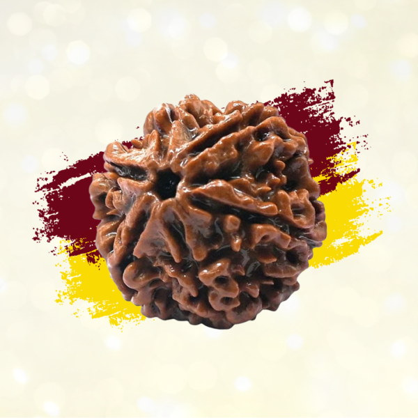 6 Mukhi Rudraksha