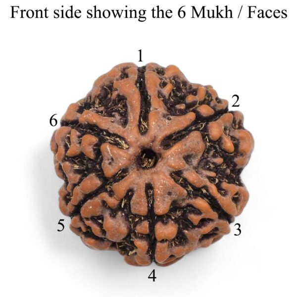6 Mukhi Rudraksha