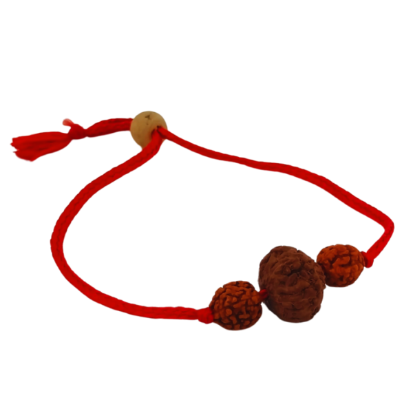 Combo of Gomtichakra Locket, Adjustable Kauri and 7 Mukhi Lab Certified Bracelet - Image 3